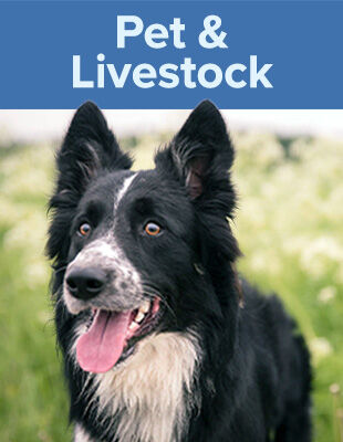Pet & Livestock